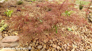 - Acer palmatum 'Dissectum Nigrum' Weeping Red Japanese Maple - Mr Maple │ Buy Japanese Maple Trees