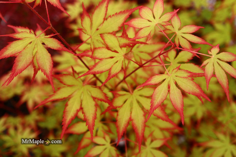 - Acer palmatum 'Diva' Japanese Maple - Mr Maple │ Buy Japanese Maple Trees