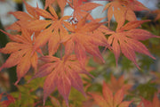 - Acer palmatum 'Diva' Japanese Maple - Mr Maple │ Buy Japanese Maple Trees