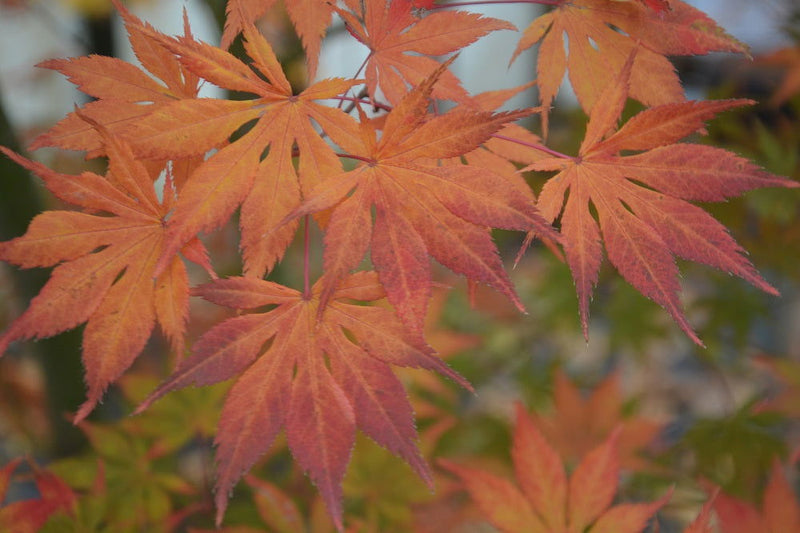 - Acer palmatum 'Diva' Japanese Maple - Mr Maple │ Buy Japanese Maple Trees