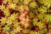- Acer palmatum 'Diva' Japanese Maple - Mr Maple │ Buy Japanese Maple Trees