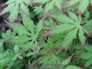 - Acer palmatum 'Diva' Japanese Maple - Mr Maple │ Buy Japanese Maple Trees