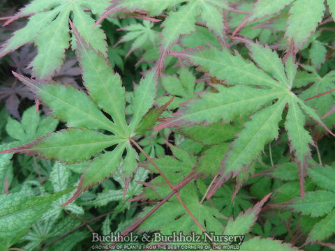 - Acer palmatum 'Diva' Japanese Maple - Mr Maple │ Buy Japanese Maple Trees
