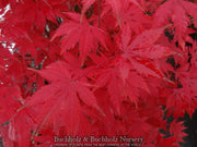 - Acer palmatum 'Diva' Japanese Maple - Mr Maple │ Buy Japanese Maple Trees