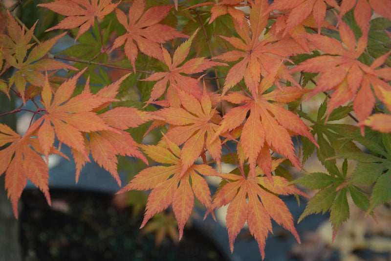 - Acer palmatum 'Diva' Japanese Maple - Mr Maple │ Buy Japanese Maple Trees