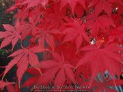 - Acer palmatum 'Diva' Japanese Maple - Mr Maple │ Buy Japanese Maple Trees