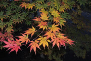 - Acer palmatum 'Diva' Japanese Maple - Mr Maple │ Buy Japanese Maple Trees