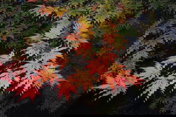 - Acer palmatum 'Diva' Japanese Maple - Mr Maple │ Buy Japanese Maple Trees