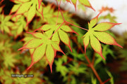 - Acer palmatum 'Diva' Japanese Maple - Mr Maple │ Buy Japanese Maple Trees