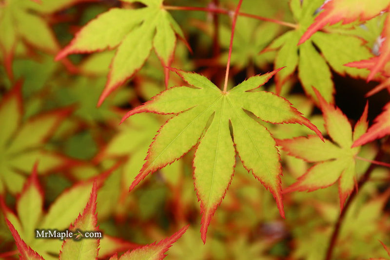 - Acer palmatum 'Diva' Japanese Maple - Mr Maple │ Buy Japanese Maple Trees