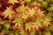 - Acer palmatum 'Diva' Japanese Maple - Mr Maple │ Buy Japanese Maple Trees