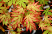 - Acer palmatum 'Diva' Japanese Maple - Mr Maple │ Buy Japanese Maple Trees