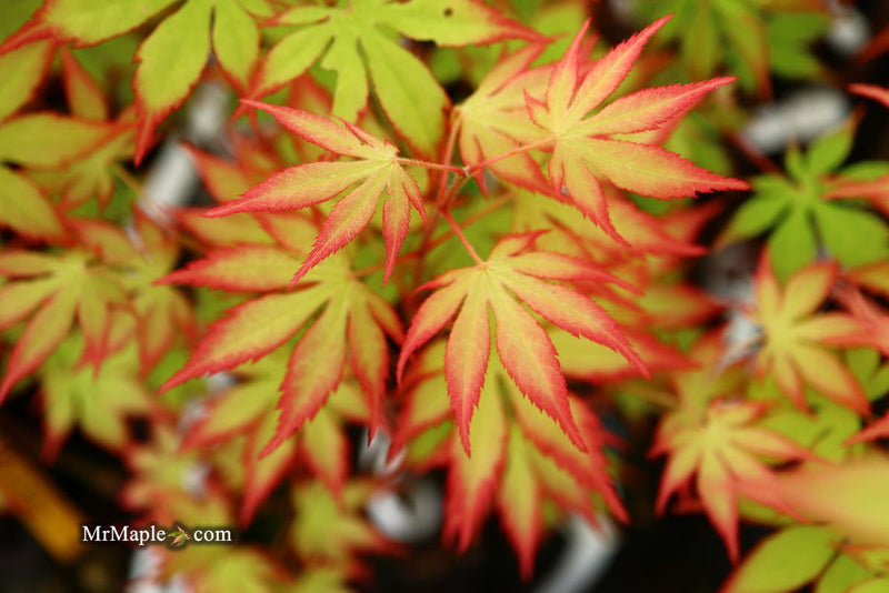 - Acer palmatum 'Diva' Japanese Maple - Mr Maple │ Buy Japanese Maple Trees