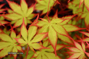 - Acer palmatum 'Diva' Japanese Maple - Mr Maple │ Buy Japanese Maple Trees