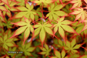 - Acer palmatum 'Diva' Japanese Maple - Mr Maple │ Buy Japanese Maple Trees