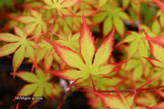 - Acer palmatum 'Diva' Japanese Maple - Mr Maple │ Buy Japanese Maple Trees