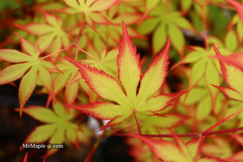 - Acer palmatum 'Diva' Japanese Maple - Mr Maple │ Buy Japanese Maple Trees