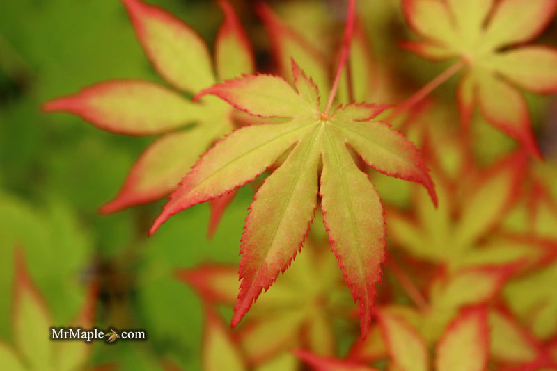 - Acer palmatum 'Diva' Japanese Maple - Mr Maple │ Buy Japanese Maple Trees