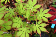 - Acer palmatum 'Diva' Japanese Maple - Mr Maple │ Buy Japanese Maple Trees
