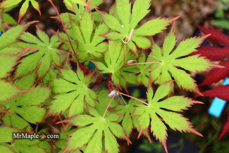 - Acer palmatum 'Diva' Japanese Maple - Mr Maple │ Buy Japanese Maple Trees