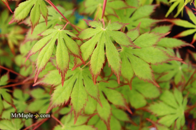 - Acer palmatum 'Diva' Japanese Maple - Mr Maple │ Buy Japanese Maple Trees
