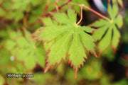 - Acer palmatum 'Diva' Japanese Maple - Mr Maple │ Buy Japanese Maple Trees