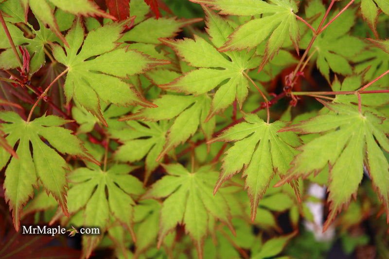 - Acer palmatum 'Diva' Japanese Maple - Mr Maple │ Buy Japanese Maple Trees