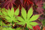 - Acer palmatum 'Diva' Japanese Maple - Mr Maple │ Buy Japanese Maple Trees