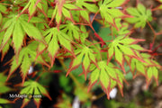 - Acer palmatum 'Diva' Japanese Maple - Mr Maple │ Buy Japanese Maple Trees