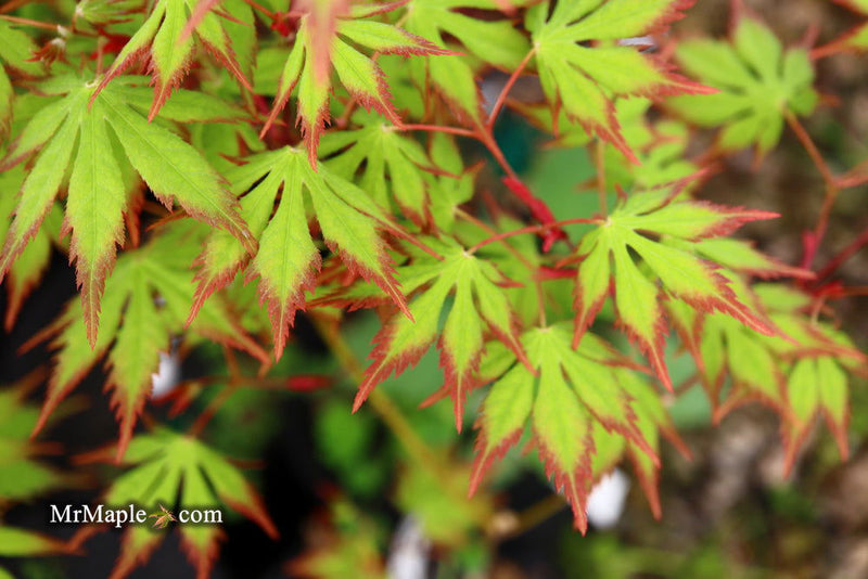 - Acer palmatum 'Diva' Japanese Maple - Mr Maple │ Buy Japanese Maple Trees