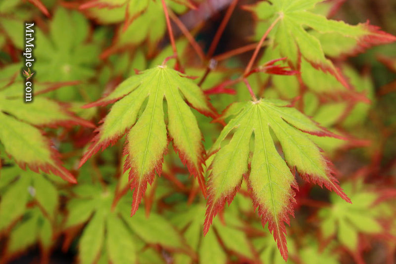 - Acer palmatum 'Diva' Japanese Maple - Mr Maple │ Buy Japanese Maple Trees