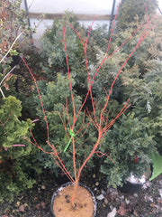 - Acer palmatum 'Dixie Delight' Japanese Maple - Mr Maple │ Buy Japanese Maple Trees