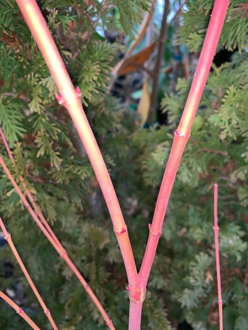 - Acer palmatum 'Dixie Delight' Japanese Maple - Mr Maple │ Buy Japanese Maple Trees