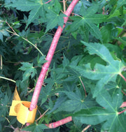 - Acer palmatum 'Dixie Delight' Japanese Maple - Mr Maple │ Buy Japanese Maple Trees