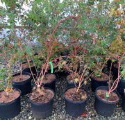 - Acer palmatum 'Dixie Delight' Japanese Maple - Mr Maple │ Buy Japanese Maple Trees