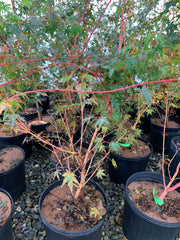 - Acer palmatum 'Dixie Delight' Japanese Maple - Mr Maple │ Buy Japanese Maple Trees