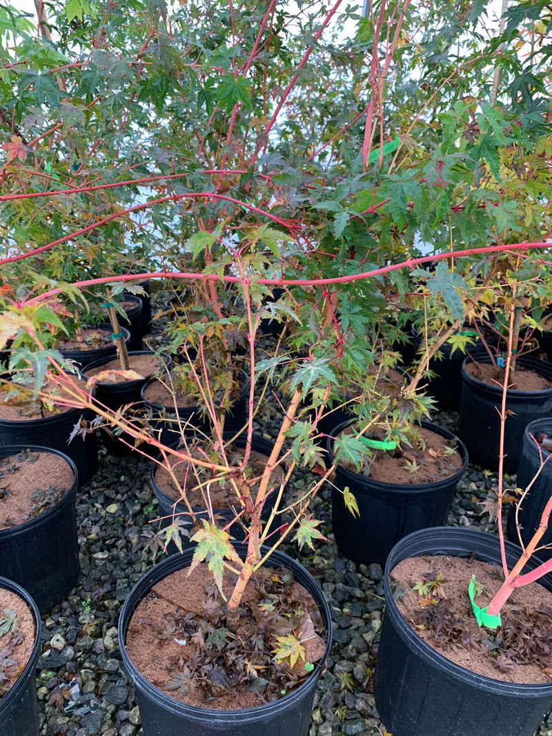 - Acer palmatum 'Dixie Delight' Japanese Maple - Mr Maple │ Buy Japanese Maple Trees