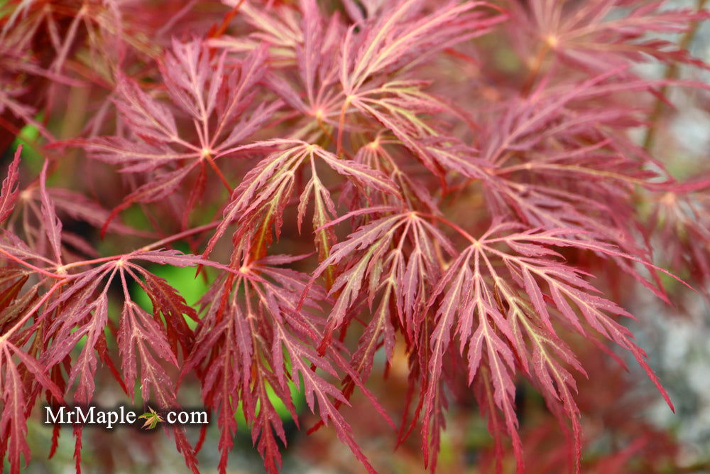 Buy Acer palmatum 'Dixie Spirit' Japanese Maple — Mr Maple │ Buy