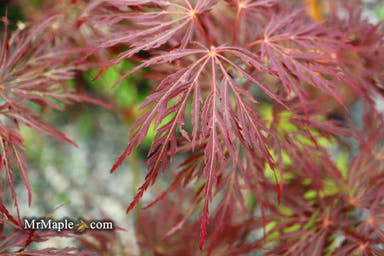 - Acer palmatum 'Dixie Spirit' Japanese Maple - Mr Maple │ Buy Japanese Maple Trees