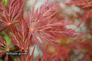 - Acer palmatum 'Dixie Spirit' Japanese Maple - Mr Maple │ Buy Japanese Maple Trees