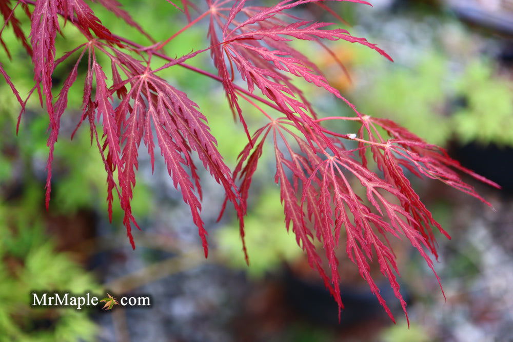 Buy Acer palmatum 'Dixie Spirit' Japanese Maple — Mr Maple │ Buy