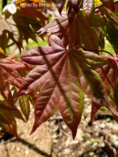 - Acer palmatum 'Dolly Hill' Red Japanese Maple - Mr Maple │ Buy Japanese Maple Trees