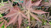 - Acer palmatum 'Donzuro bo' Japanese Maple - Mr Maple │ Buy Japanese Maple Trees