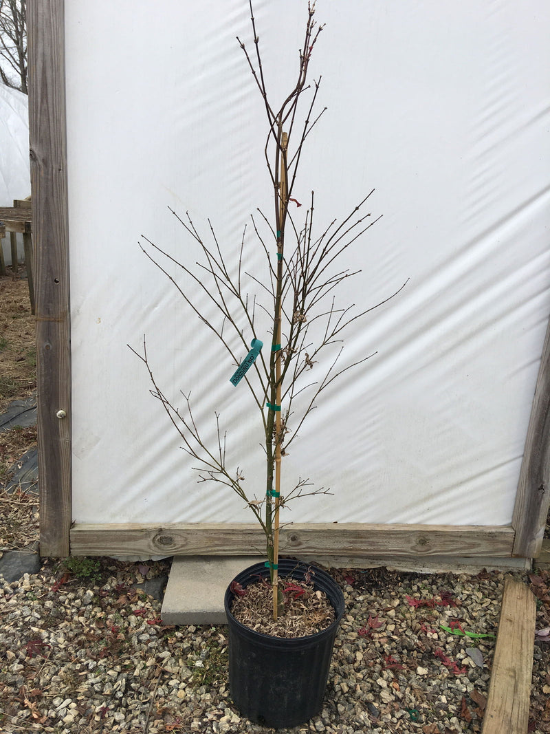 - Acer palmatum 'Donzuro bo' Japanese Maple - Mr Maple │ Buy Japanese Maple Trees