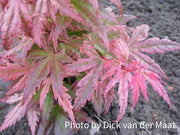 - Acer palmatum 'Dora' Japanese Maple - Mr Maple │ Buy Japanese Maple Trees