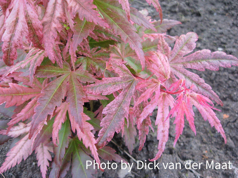 - Acer palmatum 'Dora' Japanese Maple - Mr Maple │ Buy Japanese Maple Trees