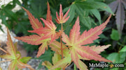 - Acer palmatum 'Dora' Japanese Maple - Mr Maple │ Buy Japanese Maple Trees