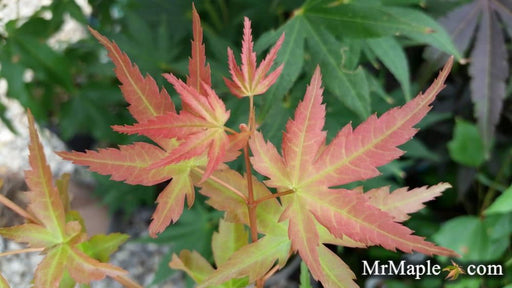 - Acer palmatum 'Dora' Japanese Maple - Mr Maple │ Buy Japanese Maple Trees