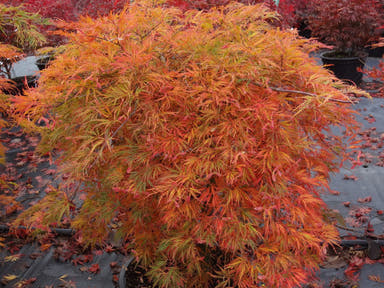 - Acer palmatum 'Dr. Brown' Japanese Maple - Mr Maple │ Buy Japanese Maple Trees