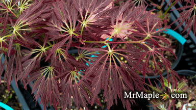 - Acer palmatum 'Dr. Brown' Japanese Maple - Mr Maple │ Buy Japanese Maple Trees